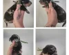 Dachshund (Miniature Smooth Haired)