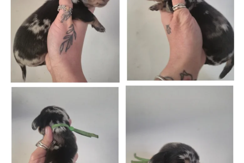 Dachshund (Miniature Smooth Haired)