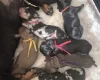 Dachshund (Miniature Smooth Haired)