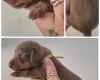 Dachshund (Miniature Smooth Haired)