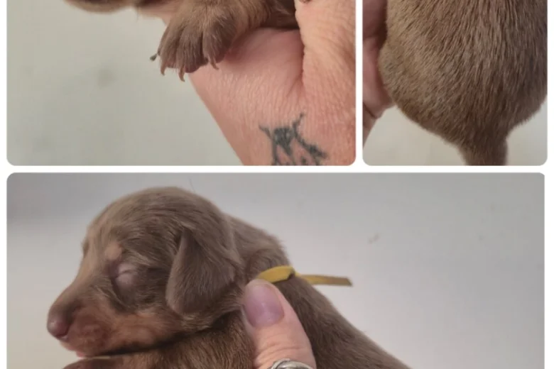 Dachshund (Miniature Smooth Haired)