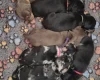 Dachshund (Miniature Smooth Haired)