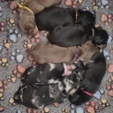 Dachshund (Miniature Smooth Haired)