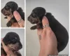 Dachshund (Miniature Smooth Haired)