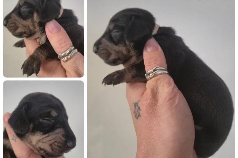 Dachshund (Miniature Smooth Haired)