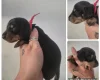 Dachshund (Miniature Smooth Haired)