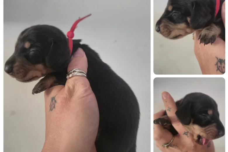 Dachshund (Miniature Smooth Haired)