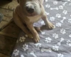 Presa Canario