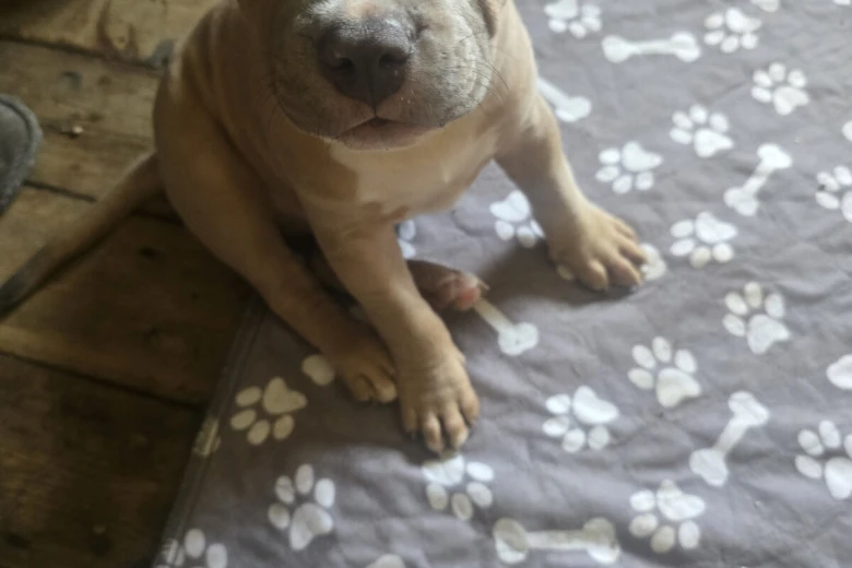 Presa Canario