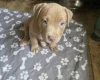 Presa Canario