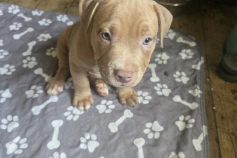 Presa Canario