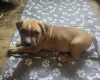 Presa Canario