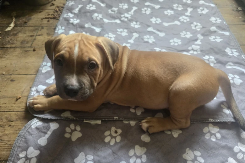 Presa Canario