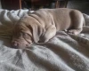 Presa Canario