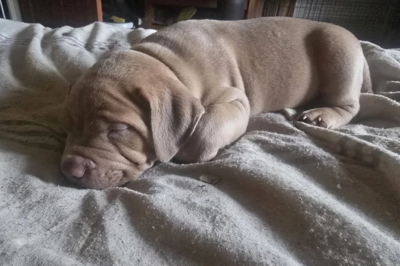 Presa Canario