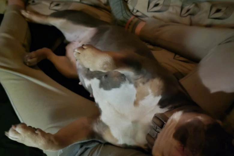 Presa Canario