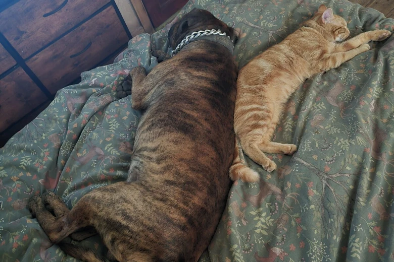 Presa Canario