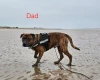 Presa Canario