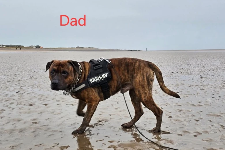 Presa Canario