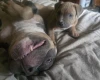 Presa Canario