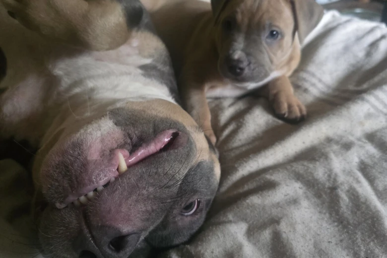 Presa Canario