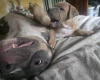Presa Canario