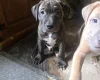 Presa Canario