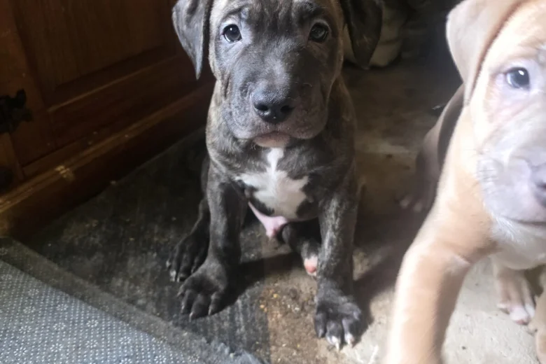 Presa Canario