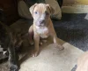 Presa Canario