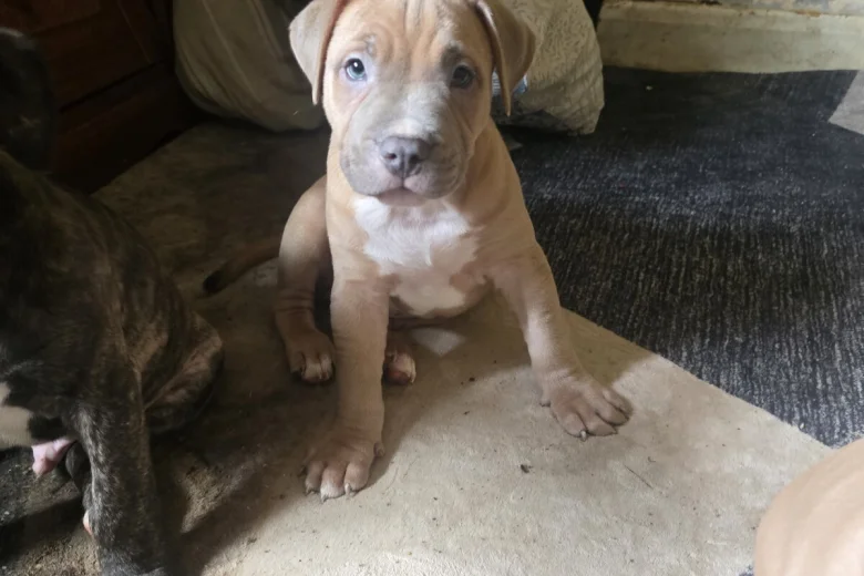 Presa Canario