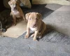 Presa Canario