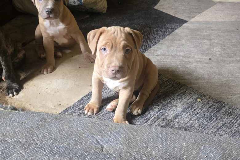 Presa Canario