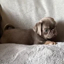 Pug