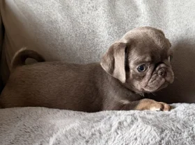 Pug