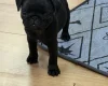 Pug