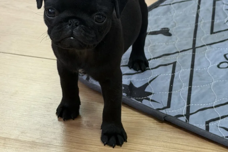 Pug