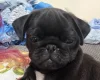 Pug