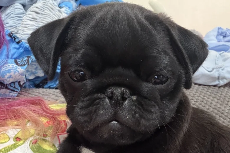 Pug
