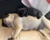 Pug