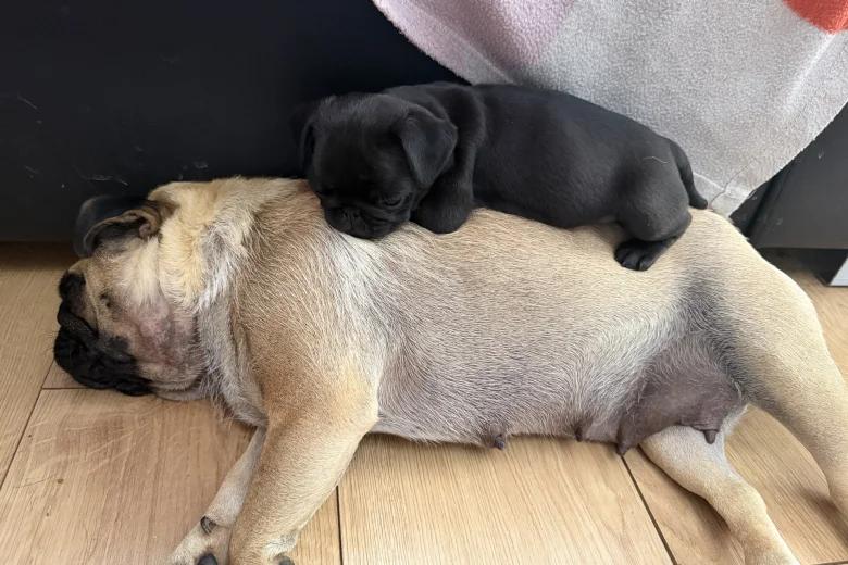 Pug