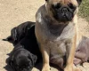 Pug