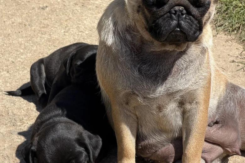Pug