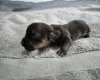 Mixed Breed