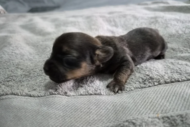 Mixed Breed