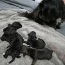 Mixed Breed