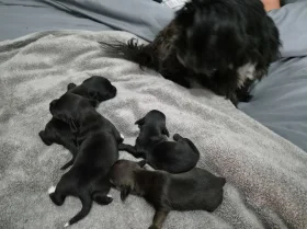 Mixed Breed