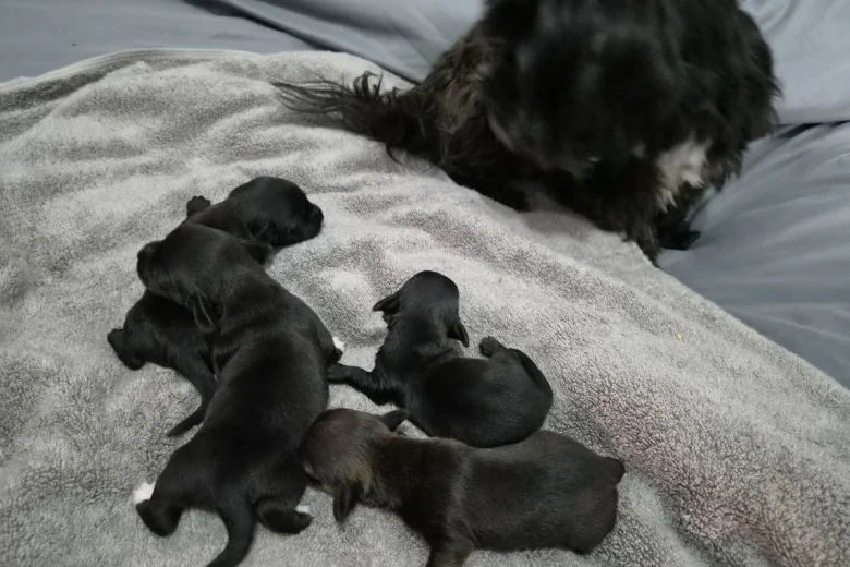 Mixed Breed