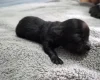 Mixed Breed