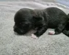 Mixed Breed