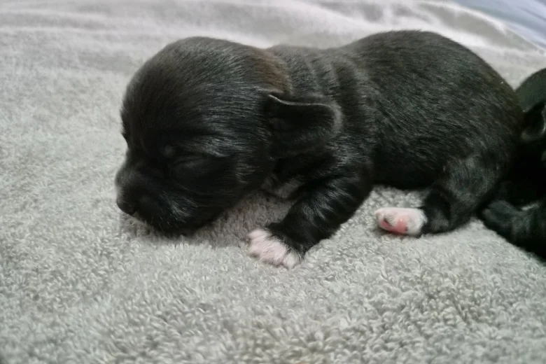 Mixed Breed